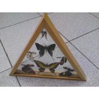 Cuadro De Mariposas Naturales, usado segunda mano  Perú 