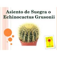 Usado, Cactus Asiento De Suegra / Echinocactus Grusonii segunda mano  Perú 